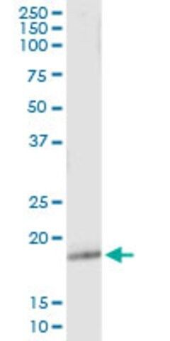 Monoclonal Anti-GPX5, (C-terminal) antibody produced in mouse