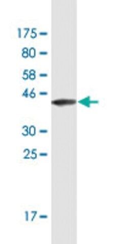 Monoclonal Anti-GRP antibody produced in mouse