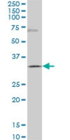 Monoclonal Anti-GSC, (C-terminal) antibody produced in mouse