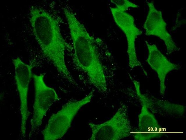 Monoclonal Anti-GSTA2, (N-terminal) antibody produced in mouse