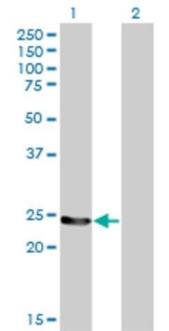 Monoclonal Anti-GSTM4 antibody produced in mouse