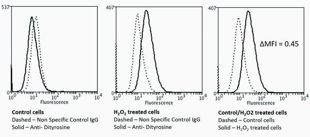 Monoclonal Anti-Dityrosine-Biotin antibody produced in mouse