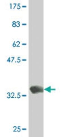 Monoclonal Anti-DLX1 antibody produced in mouse