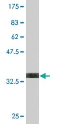 Monoclonal Anti-DLX6 antibody produced in mouse