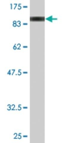 Monoclonal Anti-DMD antibody produced in mouse