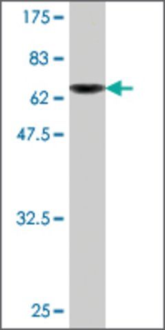 Monoclonal Anti-DNAJA2 antibody produced in mouse