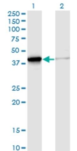 Monoclonal Anti-DNAJB4 antibody produced in mouse