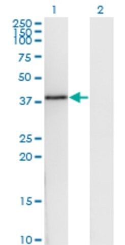 Monoclonal Anti-DNAJB6 antibody produced in mouse