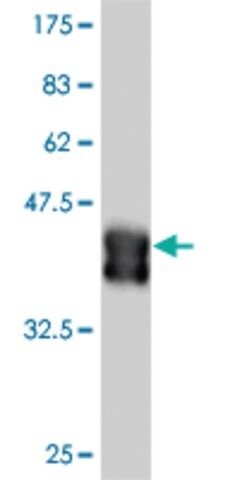 Monoclonal Anti-DLX2 antibody produced in mouse