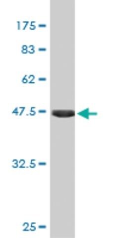 Monoclonal Anti-FGF21 antibody produced in mouse