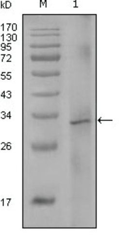 Monoclonal Anti-F8 antibody produced in mouse