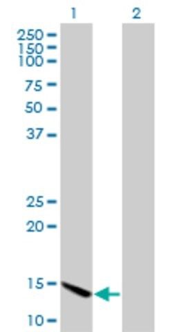 Monoclonal Anti-CHRAC1, (N-terminal) antibody produced in mouse