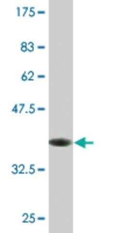 Monoclonal Anti-CHST12 antibody produced in mouse