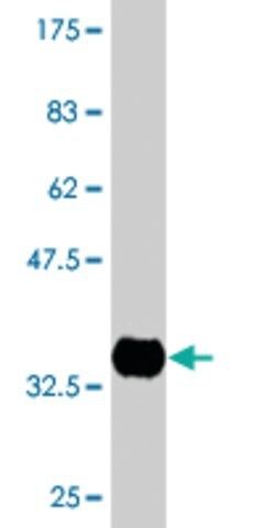 Monoclonal Anti-CETN1 antibody produced in mouse