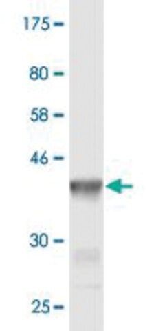 Monoclonal Anti-CHRNE antibody produced in mouse