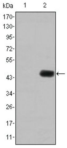 Monoclonal Anti-CEACAM5 antibody produced in mouse