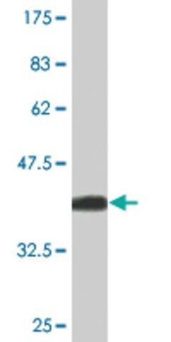 Monoclonal Anti-CH25H antibody produced in mouse