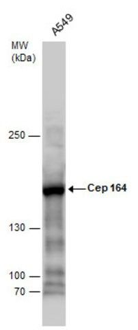 Monoclonal Anti-Cep 164 antibody produced in mouse