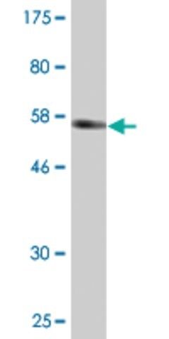 Monoclonal Anti-CGRRF1 antibody produced in mouse