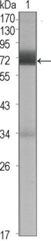 Monoclonal Anti-CER1 antibody produced in mouse