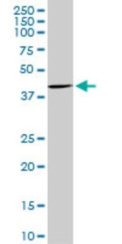 Monoclonal Anti-CDX4 antibody produced in mouse