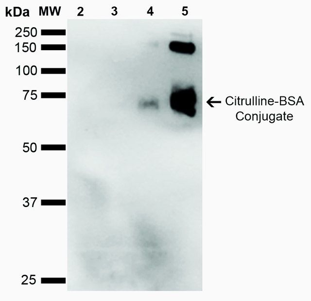 Monoclonal Anti-Citrulline-Atto 488 antibody produced in mouse