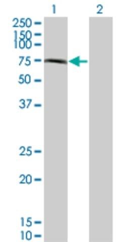 Monoclonal Anti-CHFR antibody produced in mouse