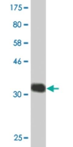 Monoclonal Anti-CHST5, (C-terminal) antibody produced in mouse