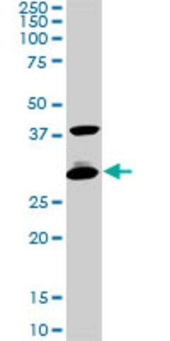 Monoclonal Anti-CITED1 antibody produced in mouse