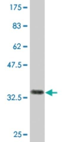 Monoclonal Anti-CFC1 antibody produced in mouse