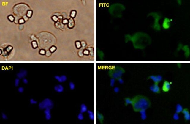 Monoclonal Anti-CLDN1 antibody produced in mouse