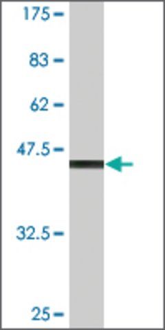 Monoclonal Anti-CLEC4E, (C-terminal) antibody produced in mouse