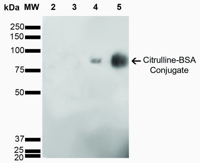 Monoclonal Anti-Citrulline-Atto 594 antibody produced in mouse