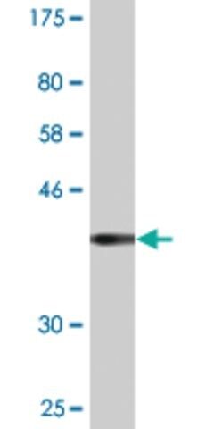 Monoclonal Anti-CLGN antibody produced in mouse