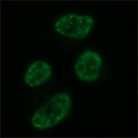 Monoclonal Anti-CHD5 antibody produced in rat