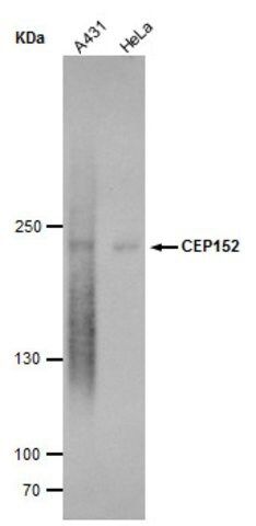 Monoclonal Anti-CEP152 antibody produced in mouse