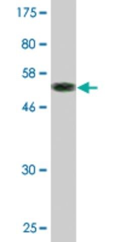 Monoclonal Anti-CLEC1A antibody produced in mouse