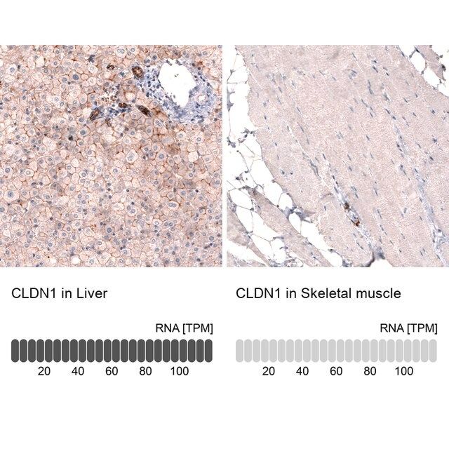 Monoclonal Anti-CLDN1 antibody produced in mouse