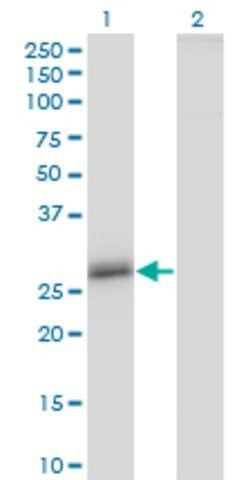 Monoclonal Anti-CLDN16, (N-terminal) antibody produced in mouse