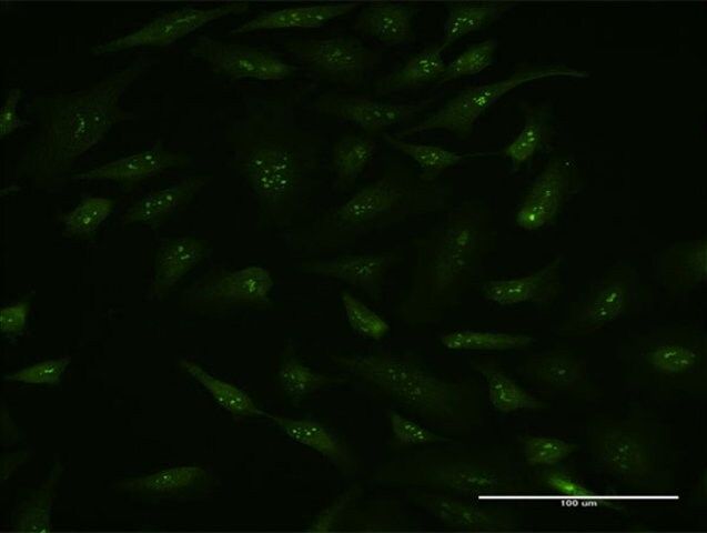 Monoclonal Anti-BAG5 antibody produced in mouse