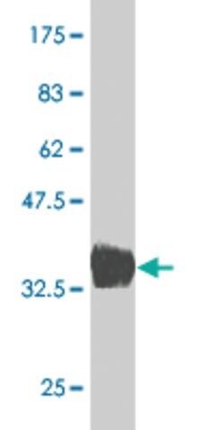 Monoclonal Anti-BARX1 antibody produced in mouse