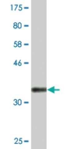 Monoclonal Anti-CACNG7, (C-terminal) antibody produced in mouse