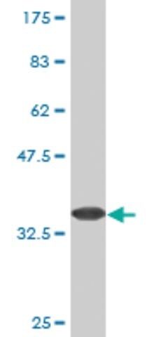 Monoclonal Anti-CALN1 antibody produced in mouse