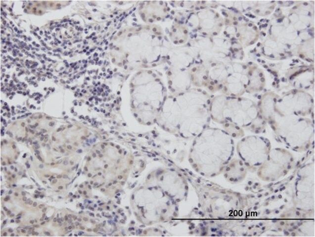 Monoclonal Anti-CALML3 antibody produced in mouse