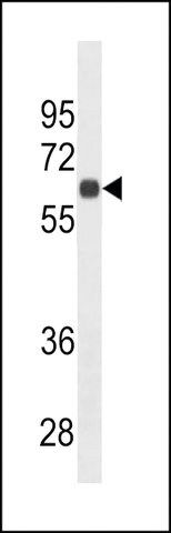 MONOCLONAL ANTI-CD138 (C-TERMINAL) antibody produced in mouse