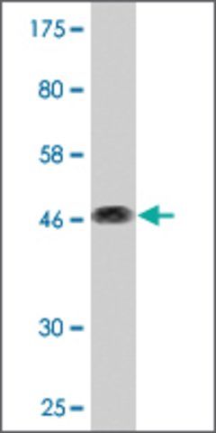 Monoclonal Anti-CD164 antibody produced in mouse