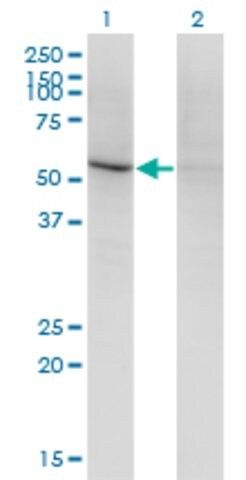 Monoclonal Anti-CD84 antibody produced in mouse