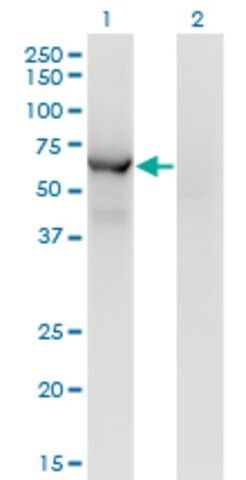 Monoclonal Anti-CCT8L2 antibody produced in mouse