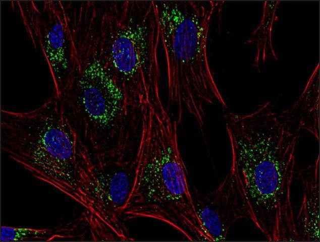 Monoclonal Anti-CD63 antibody produced in mouse