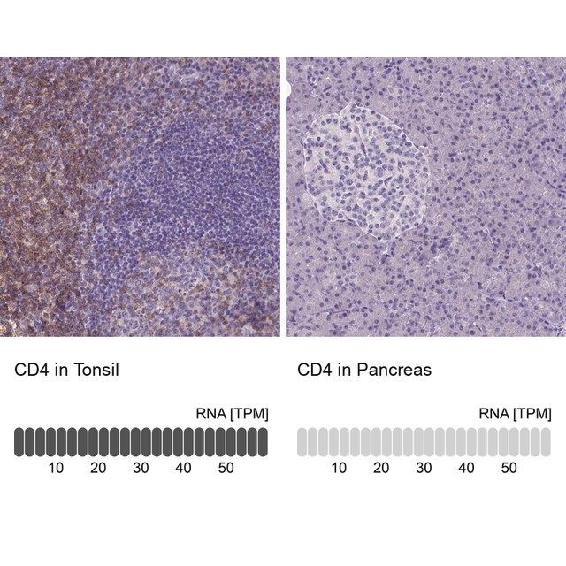 Monoclonal Anti-CD4 antibody produced in mouse